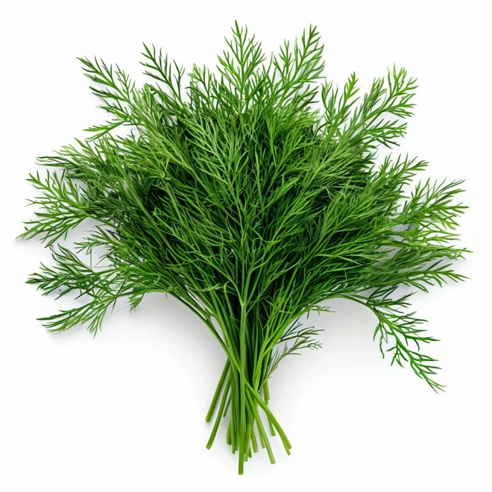 Укроп мест.